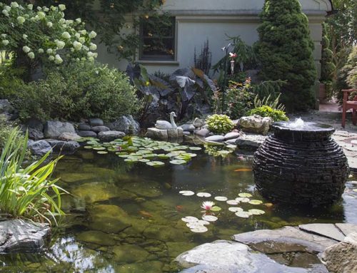 Garden pond maintenance tips