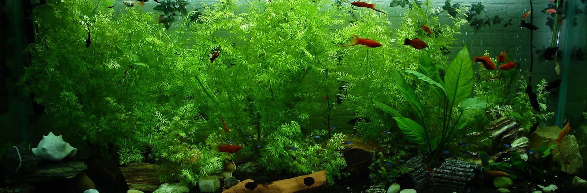 Fish Tank Cleaner Brisbane Aquarium and Garden Pond Cleaning